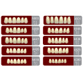 OEM Good Price Full Mouth 2 Layer Acrylic Resin Teeth